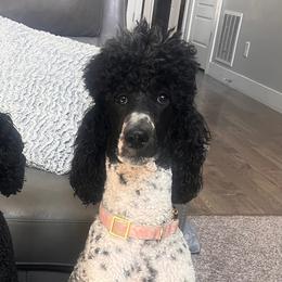 Skye - Poodle