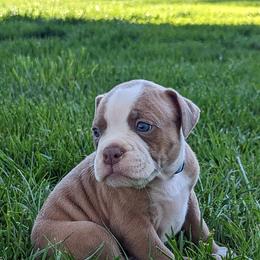 "5 Weeks 04/10" Olde English Bulldogge Puppies from Bachman Olde English Bulldogge LLC