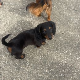 Dachshund Puppies from Dueck Dachshunds
