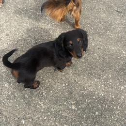 Dachshund Puppies from Dueck Dachshunds