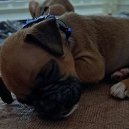 Blue boy - Fawn male Boxer puppy in Franklin, Georgia from Lakeside Kennels of Franklin