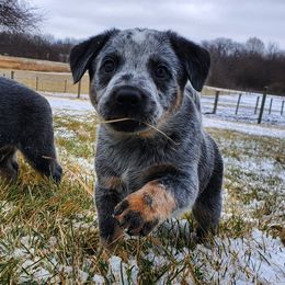 Australian Cattle Dog and Pembroke Welsh Corgi Puppies from Leatherman Quarter Horses