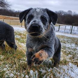 Australian Cattle Dog and Pembroke Welsh Corgi Puppies from Leatherman Quarter Horses