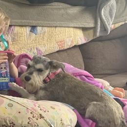 Bo Peep - Miniature Schnauzer