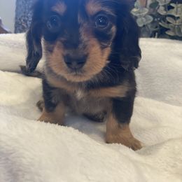 Dachshund and Goldendoodle Puppies from Redlands Farm