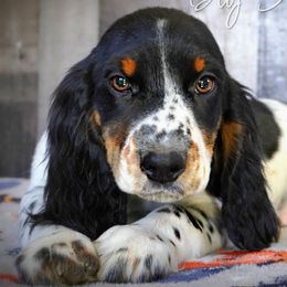 Boy 4 - Black white and tan male English Springer Spaniel puppy in Great Falls, Montana from Big Sky Springers