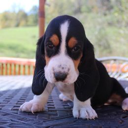 Nutella - Black brown and white female Basset Hound puppy in Missouri from Clevenger Farms