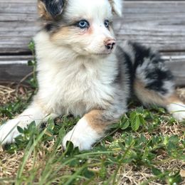 Storm - Blue merle Miniature Australian Shepherd puppy in Saint Cloud, Florida from Dirty Paws