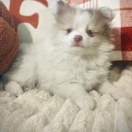 Blue - Chocolate merle male Pomeranian puppy in Gaffney, South Carolina from Battlefield Kennels