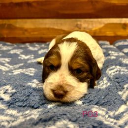 PG3 - Red and white female English Springer Spaniel puppy in Britton, South Dakota from K&S Canines