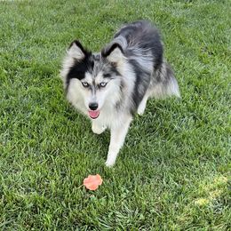 Giselle - Pomsky