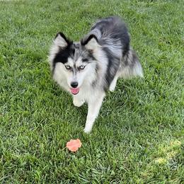 Giselle - Pomsky