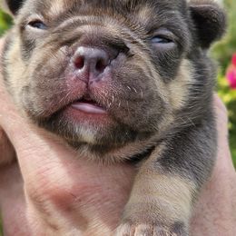 French Bulldog Puppies from St Louis Frenchies