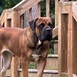Max - Boerboel