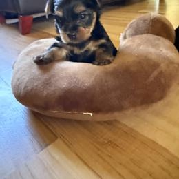 Yorkshire Terrier Puppies from The Yorkie House