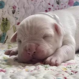 Almond Joy - White female American Bulldog puppy in Three Rivers, Michigan from Jemms Kennels