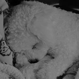 Bichon Frises from Bichon De Amor