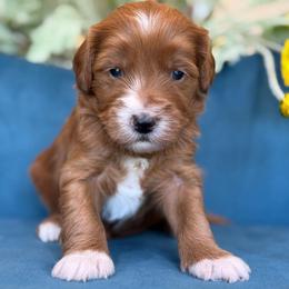 Nathanael - Red  male Goldendoodle puppy in Yuciapa, California from AlltheDoodlez_