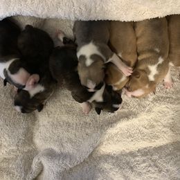 Boston Terrier Puppies from Wendy's Boston Terriers