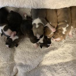 Boston Terrier Puppies from Wendy's Boston Terriers
