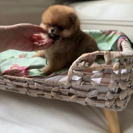 Little Cherub - Orange sable male Pomeranian puppy in Sacramento, California from Carousel Poodles & Pomeranians