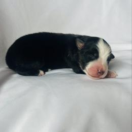 Toad - Black tri-color male Australian Shepherd puppy in Fort Recovery, Ohio from Mud Path Australian Shepherds