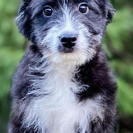 Assorted Doodle Crosses and Aussiedoodles from Doodle Love Laugh