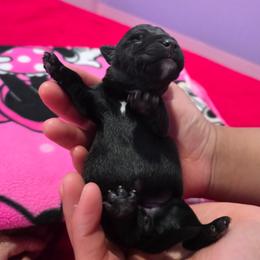 Luna - Black female Scottish Terrier puppy in Mount Vernon, Washington from Scottish Terrier Sandra T