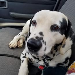 Ace - Dalmatian