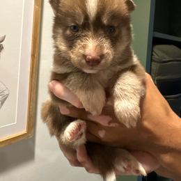 Girl 2 - Red and white female Siberian Husky puppy in Pelham, Alabama from Tails & Belles Dog Breeding