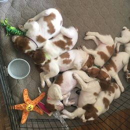 Brittany Puppies from Jenvy Brittanys