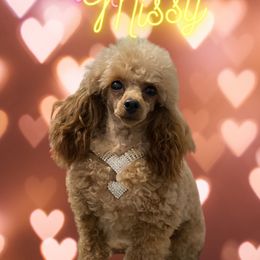 Poodle All Grown Up from Carr’s Toy Poodles