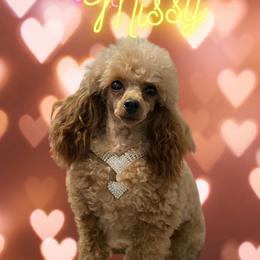 Poodle All Grown Up from Carr’s Toy Poodles