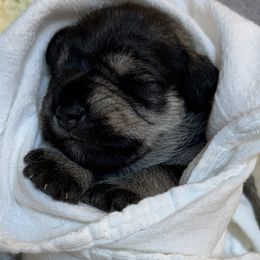 Girl 4 - Salt and pepper female Miniature Schnauzer puppy in Bullard, Texas from Black Gold Miniature Schnauzers
