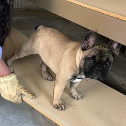  Puppies from Creme De La Creme French Bulldogs