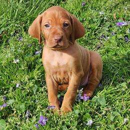 Dragon 4 - Golden rust female Vizsla puppy in Kentucky from Willow Ridge Kennel