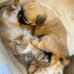 Shih Tzu Puppies from Once in a Lifetime Shih Tzu