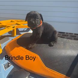 Orange - Black brindle male Cane Corso puppy in Laplace, Louisiana from BFM Cane Corso’s