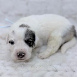 Walter - Blue Collar - White and badger male Great Pyrenees puppy in San Marcos, California from Faith Family Freedom Farm