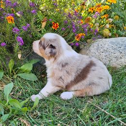 Sugar - Red merle female Australian Shepherd puppy in Powell, Wyoming from Waterworth Australian Shepherds