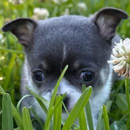 Olivia (blue and white) - Blue and white female Chihuahua puppy in Laurel, Mississippi from Home of Tiny Chihuahuas