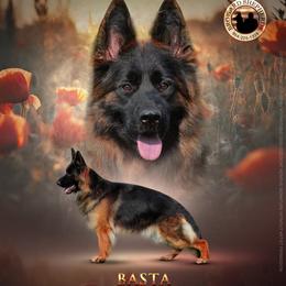 SG Basta - German Shepherd