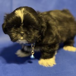 Boy 2 - Shih Tzu puppy from Miracle's Shih Tzus