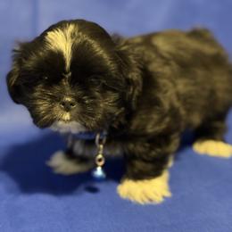 Boy 2 - Shih Tzu puppy from Miracle's Shih Tzus