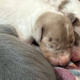 Chocolate Merle Pie Tanpoint - Chocolate and white female Great Dane puppy in Greenville, South Carolina from Allen’s Ridge Ranch