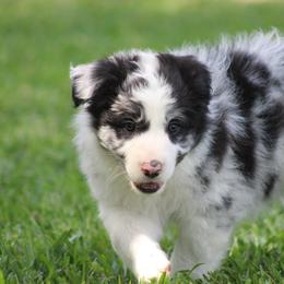 Merle boy 3 - Blue merle male Border Collie puppy in Tylertown, Mississippi from Cool Meadow Farms