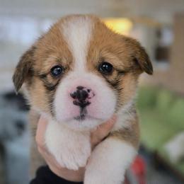 Nova - Red and white female American Corgi puppy in Centerville, Tennessee from Katerina's American Corgis