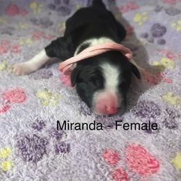 Miranda - female Sporty Mix puppy in Richland, Michigan from Seay's Sporty Mixes