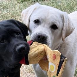 Golden Retrievers and Labrador Retrievers from Rustic Cabin Retrievers