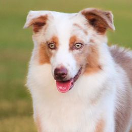 Dozer - Red merle male Miniature American Shepherd puppy in Palacios, Texas from Coastal’s Miniature American Shepherds